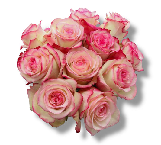 Elegant Paloma Roses Delivery in Athens
