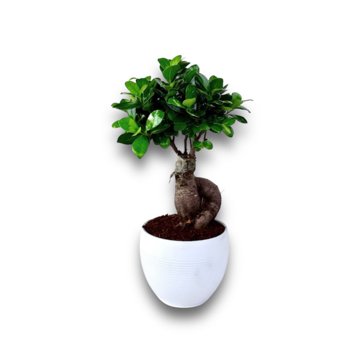 Bonsai Ginseng Ficus
