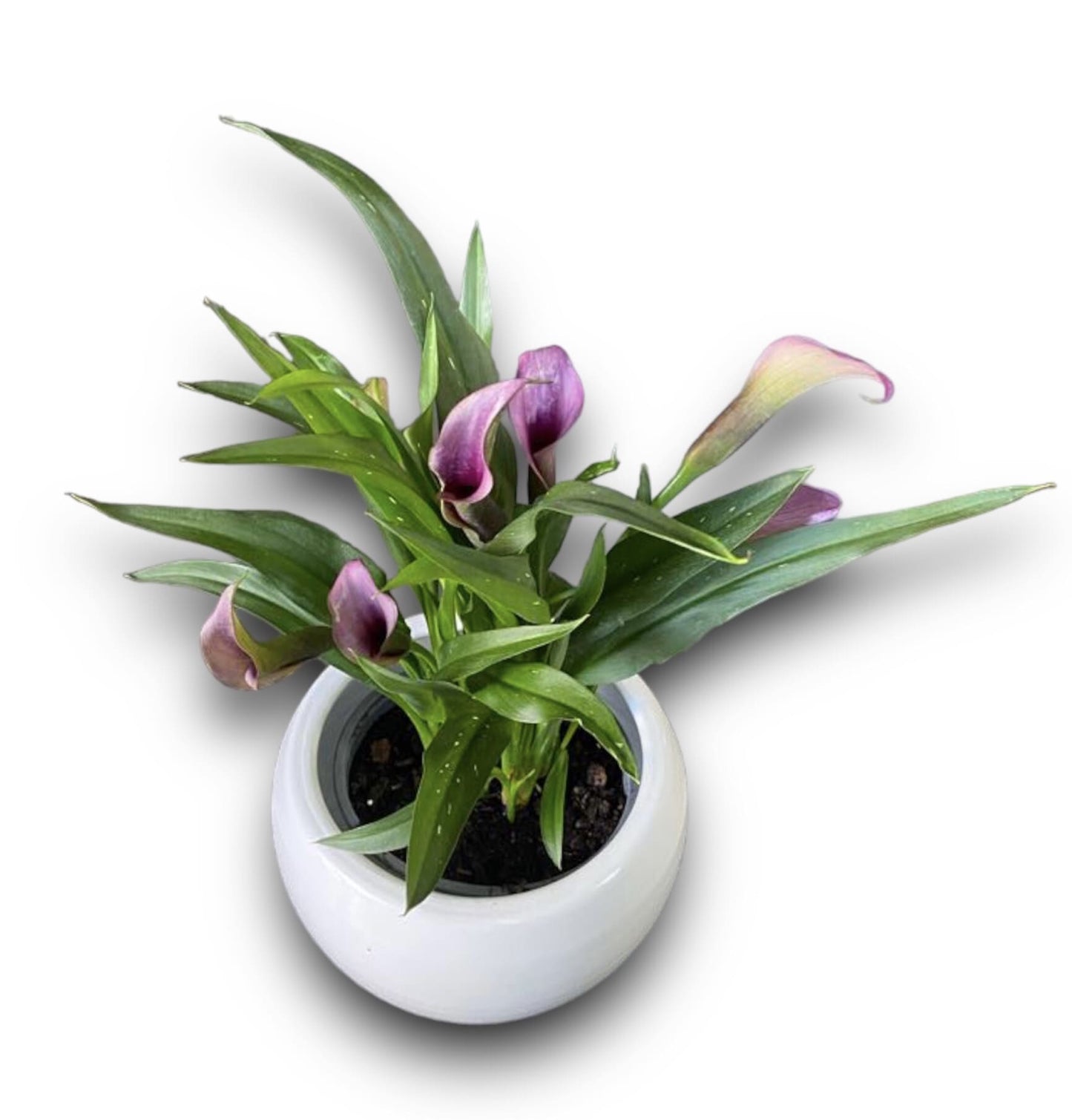 Calla - Flowershopping.gr - Send the Best Flowers in Athens with Free Shipping