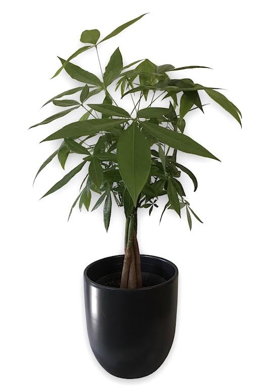 money tree φυτο Pachira/Money tree – Flowershopping.gr