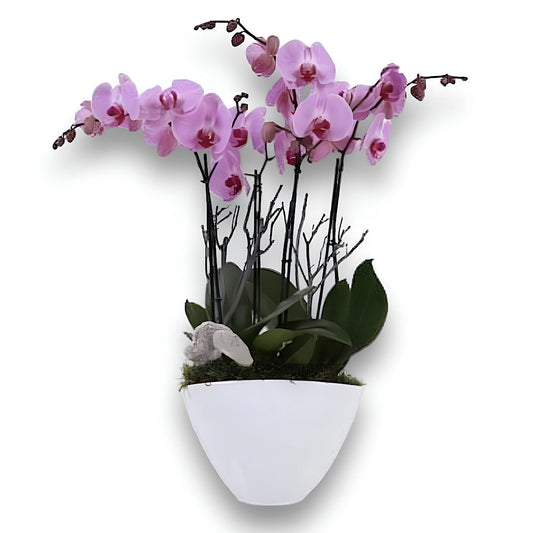Purple Orchids Phalaenopsis