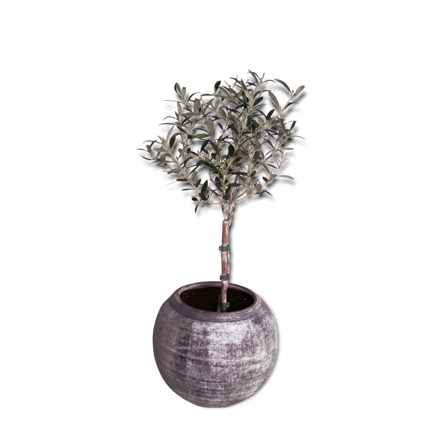 Olive tree