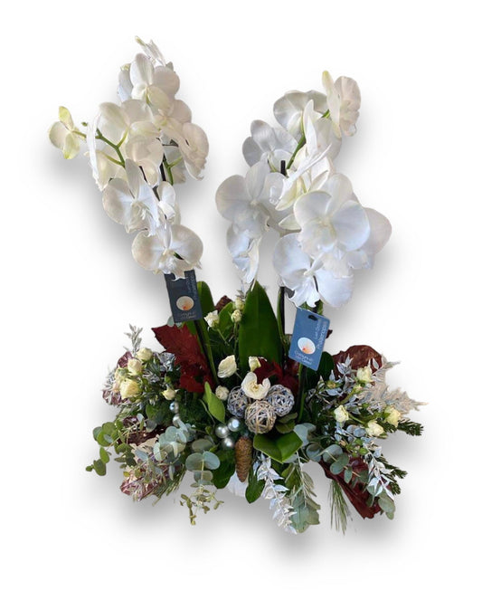 Holiday Orchids