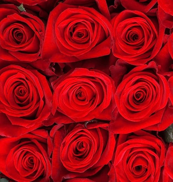 Ecuador Roses - flowershopping - Send the Best Flowers in Athens with Free Shipping