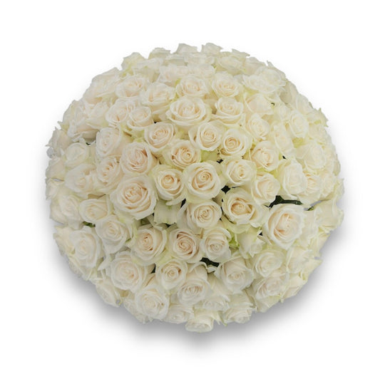 100 White Roses