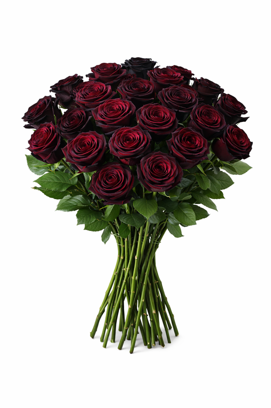 Black Bacara – Μαύρο Τριαντάφυλλο Πολυτελείας