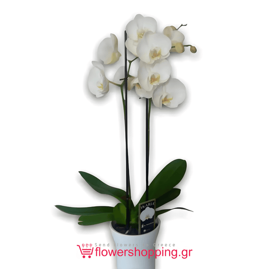 White Phalaenopsis orchid in a white pot with lush green leaves and delicate white blooms