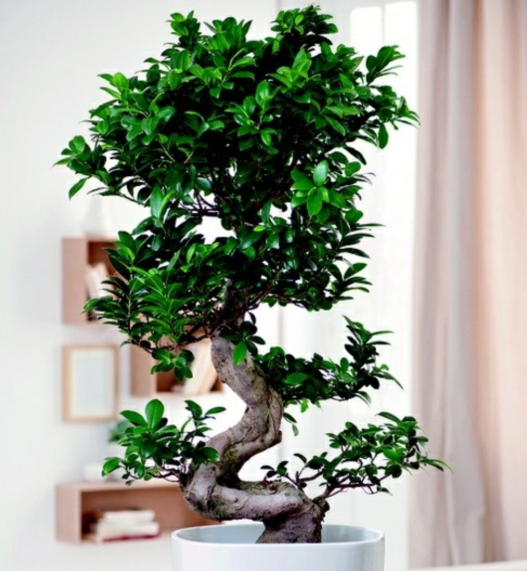 Bonsai Ginseng Ficus