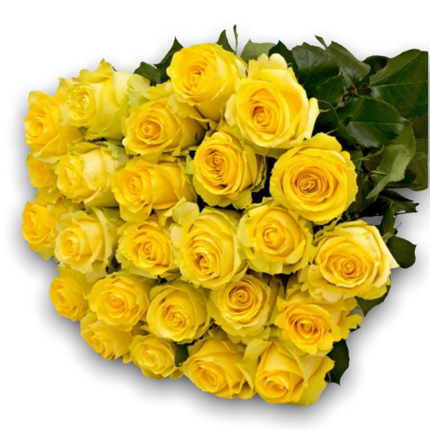 10+10 free Yellow Roses