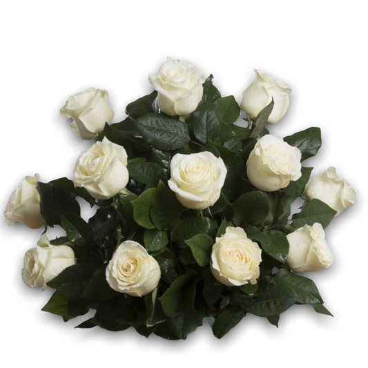 A dozen of white roses