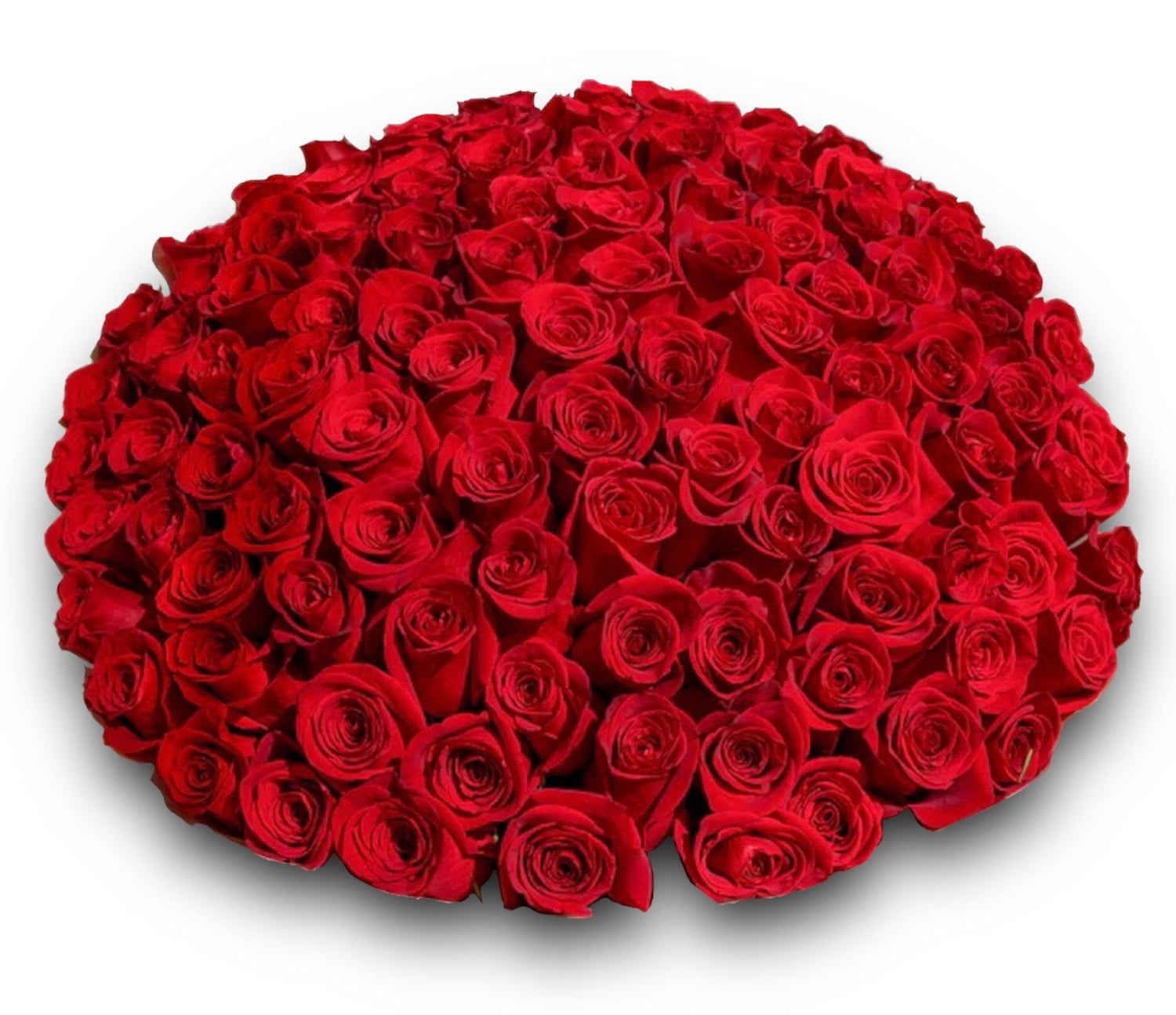 200 Red Roses 