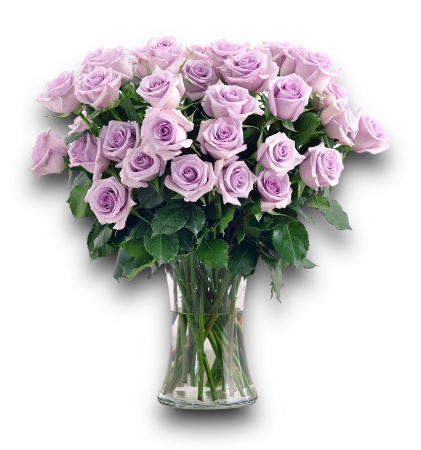 20 Bounty Way Purple Roses