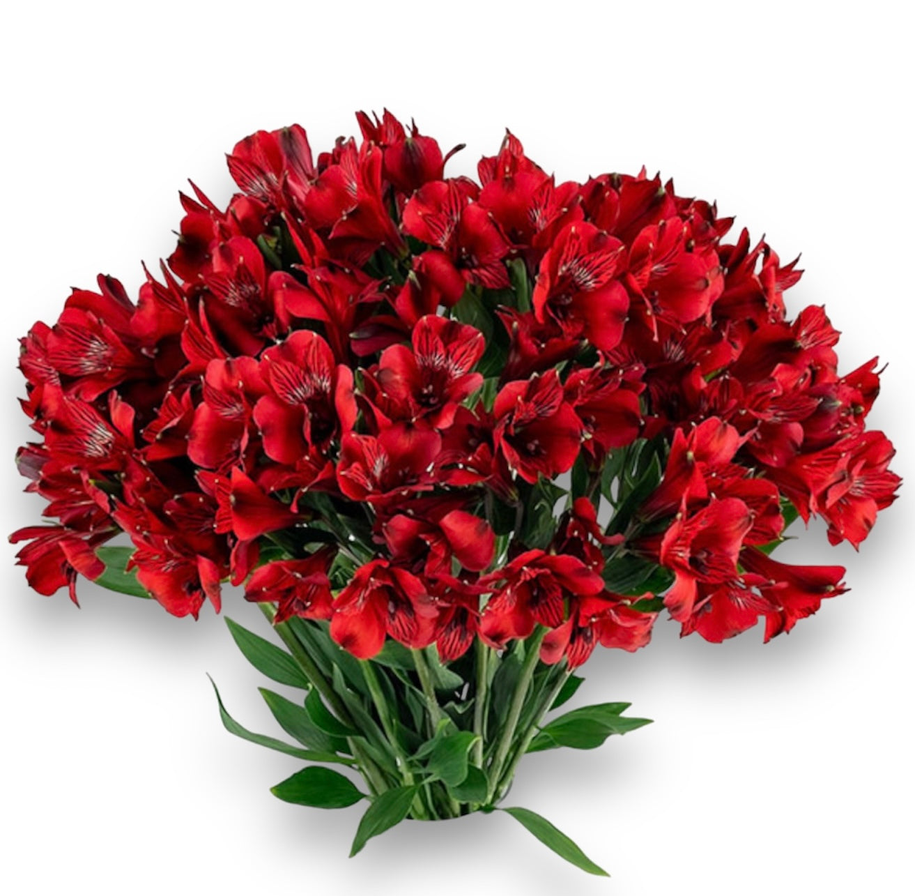 Special Offer‼️Red or Fouchia Alstroemerias