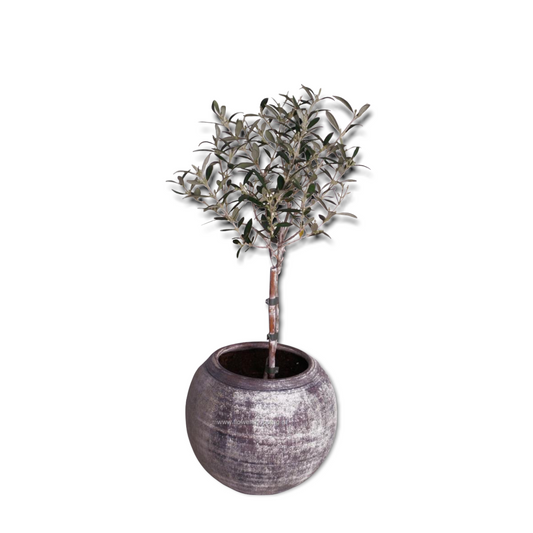 Olive tree