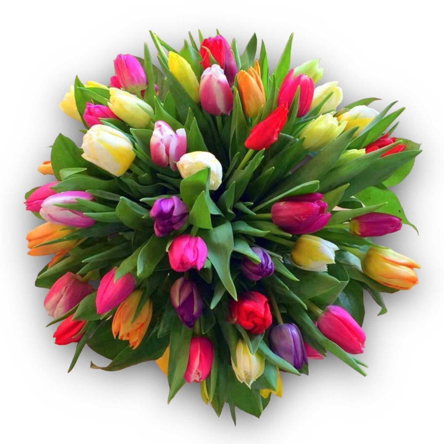 20 Tulips 