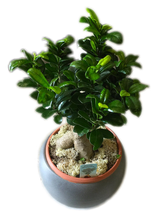 Bonsai Ginseng Ficus