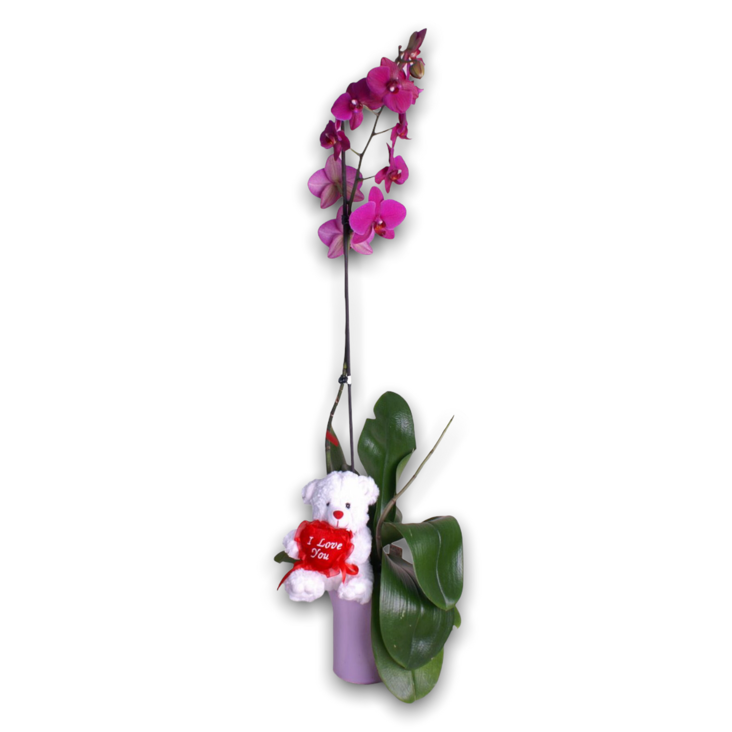 Valentine Orchid