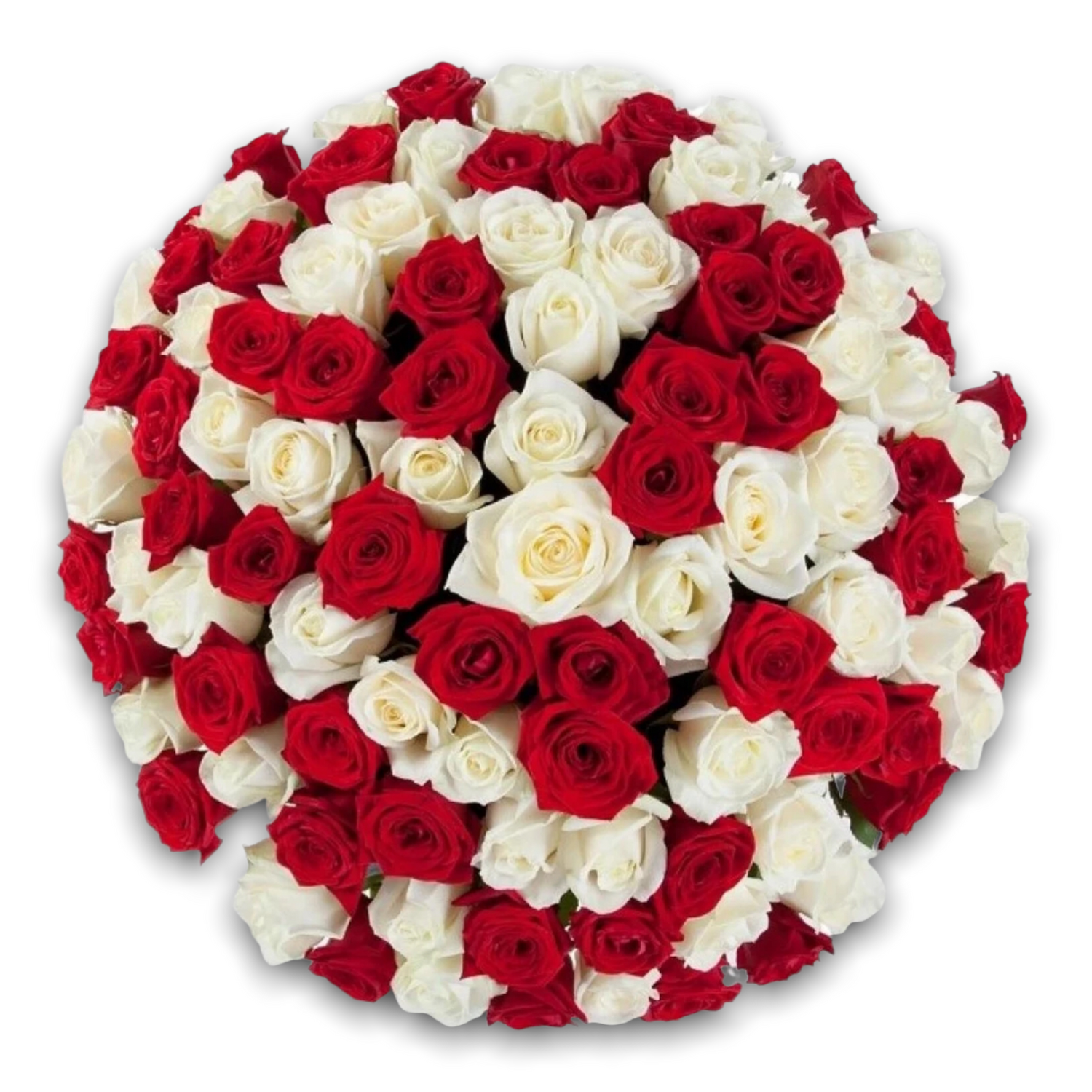 200 Red&White amazing roses