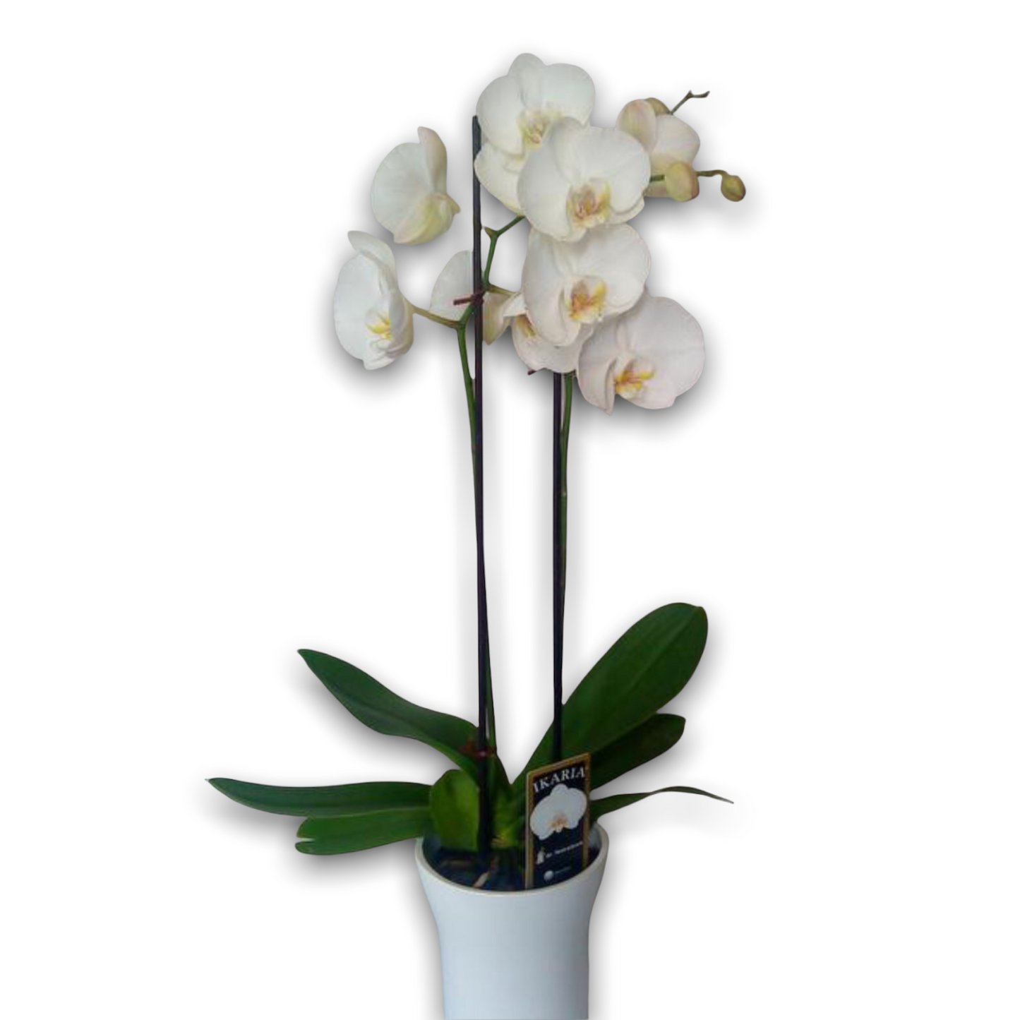 Orchid Phalaenopsis Ikaria