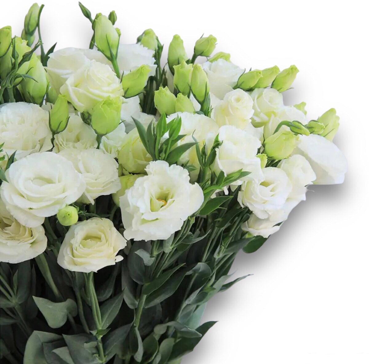 “Pure White Lisianthus” ‼️