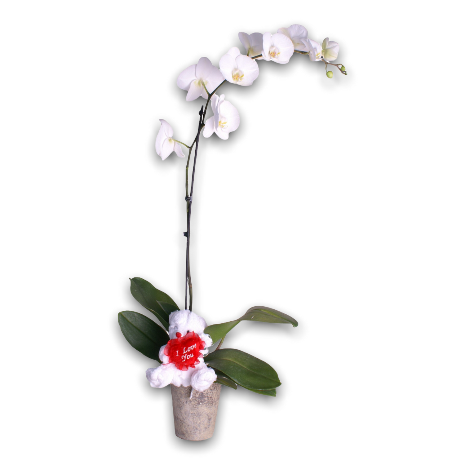 White Valentine Orchid