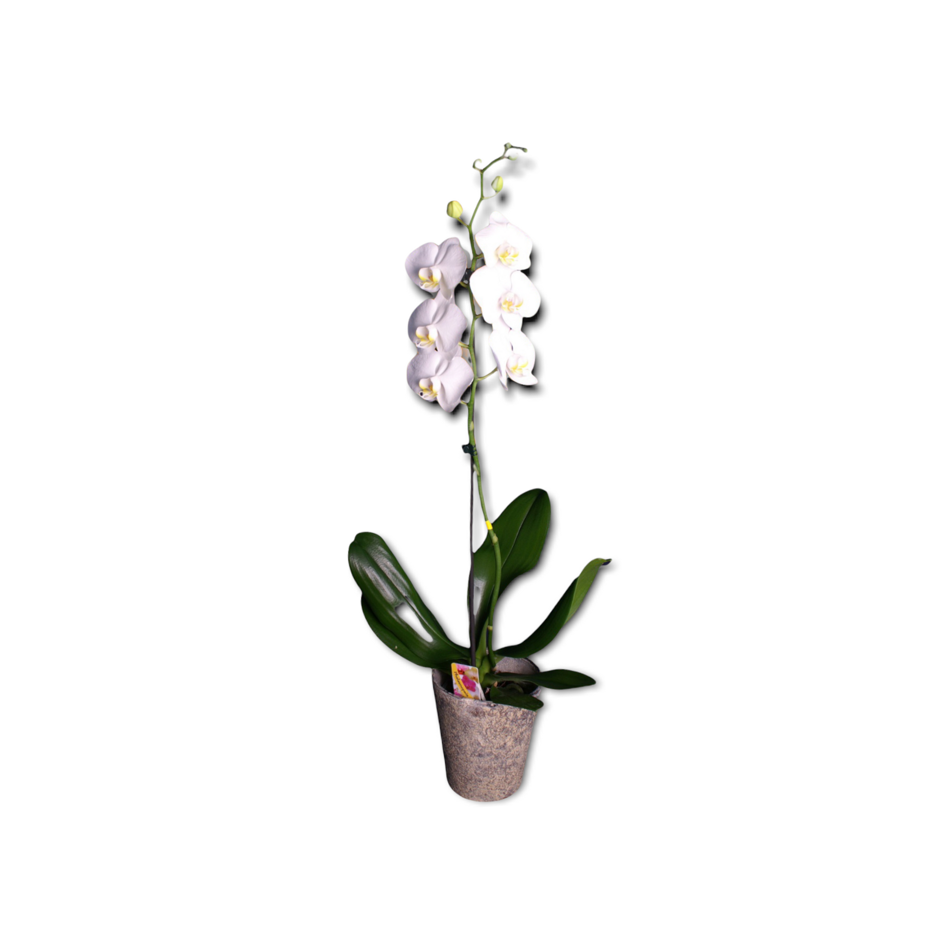 Phalaenopsis Orchid