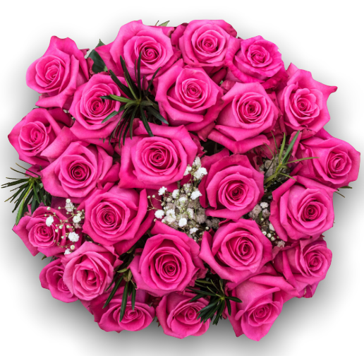 Fuchsia roses