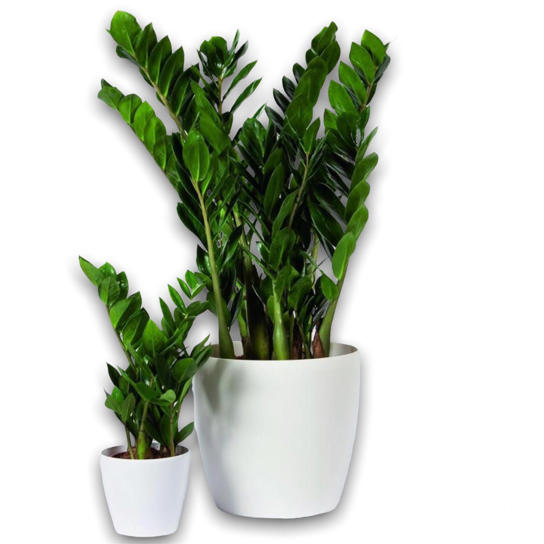 A vibrant green Zamioculcas zamiifolia, commonly known as ZZ plant, with glossy, waxy leaves, presented in a clean white pot alongside a smaller version in a matching pot. Ideal for gifting and adding a touch of nature to any space in Athens, Greece