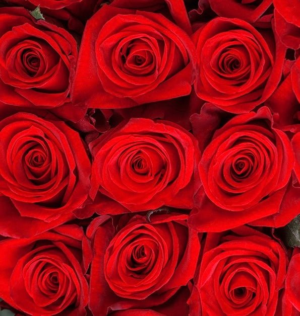 Ecuador Roses - flowershopping - Send the Best Flowers in Athens with Free Shipping