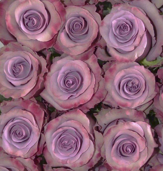 Ec Roses Ecuador Roses - flowershopping - Send the Best Flowers in Athens with ...
