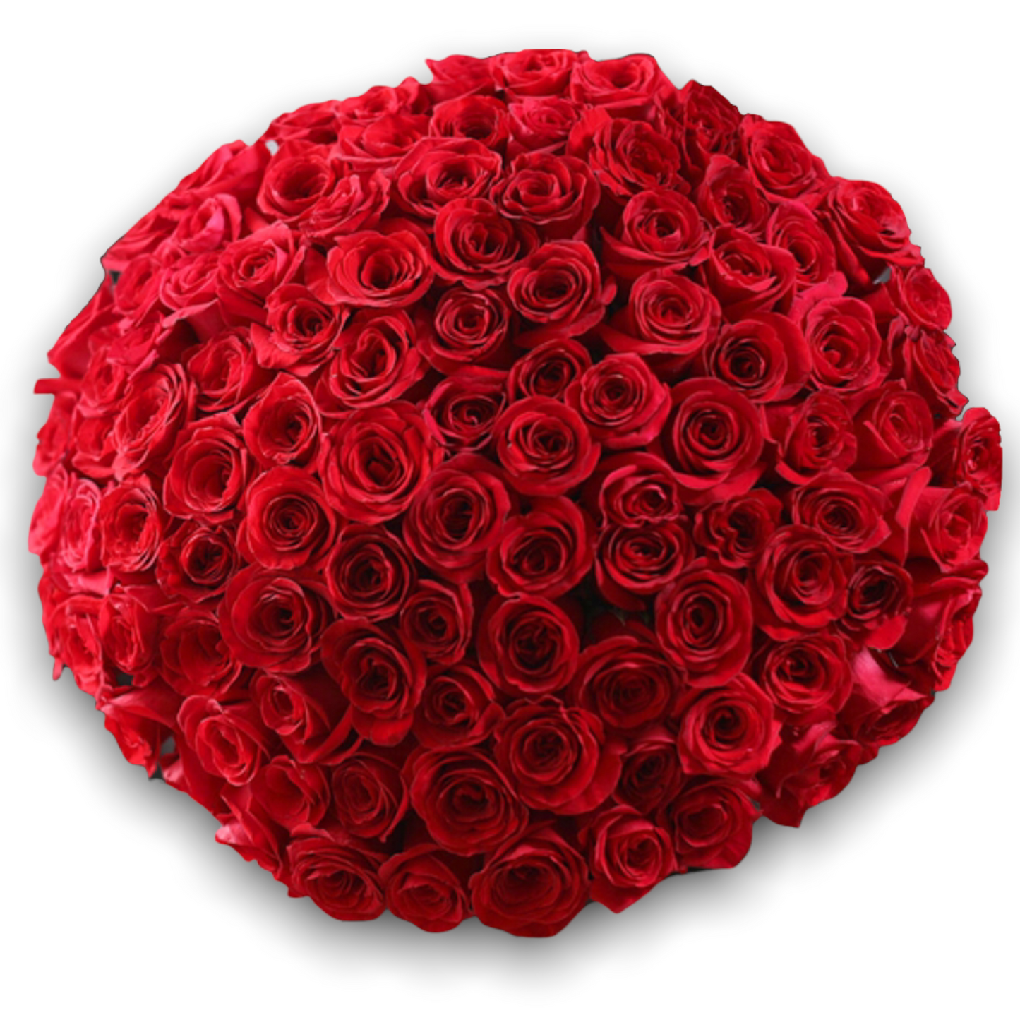 Luxurious bouquet of 151 red roses, 40 cm tall, perfect for sending flowers to Athens, Greece as an expression of love and admiration